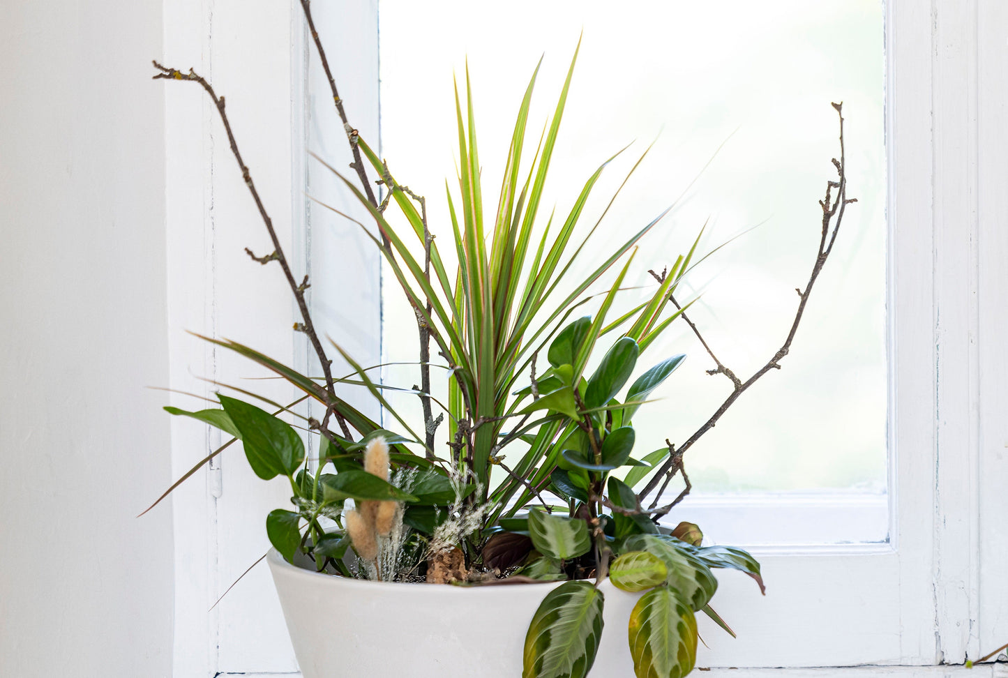 Surprise Plant Gardens