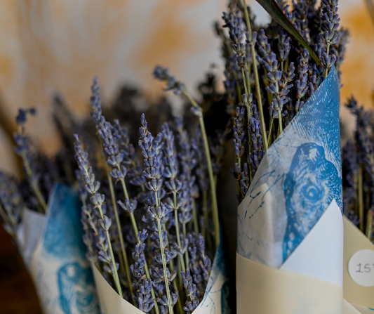 Bouquet de lavande séchées
