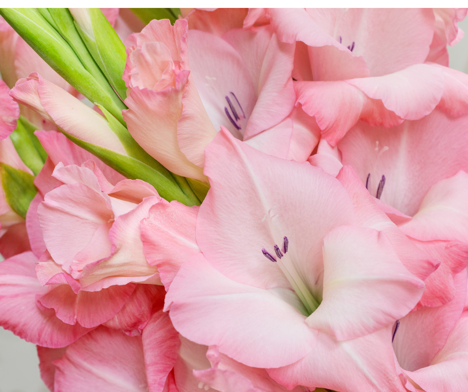 Bouquet de Glaïeuls│ Mme.Alice