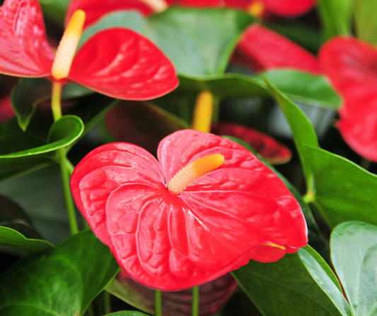 Plante Anthurium & cache-pot signé Madame Alice