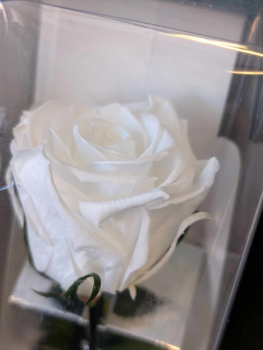 Rose éternelle  | Sur tige