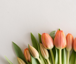 Bouquet de 10 tulipes avec plumettes de couleurs festives