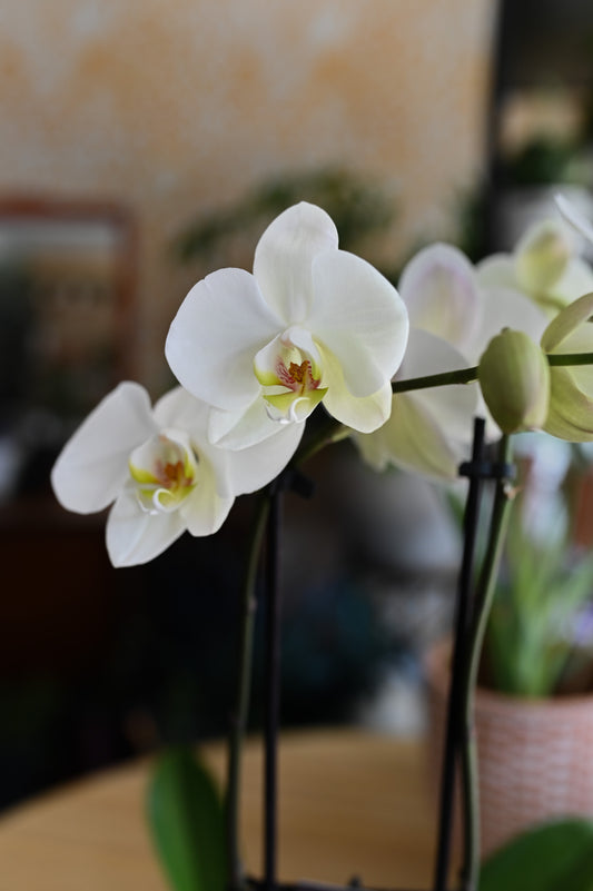 Orchidée Phalaenopsis 2 tiges et son cache-pot signé Madame Alice