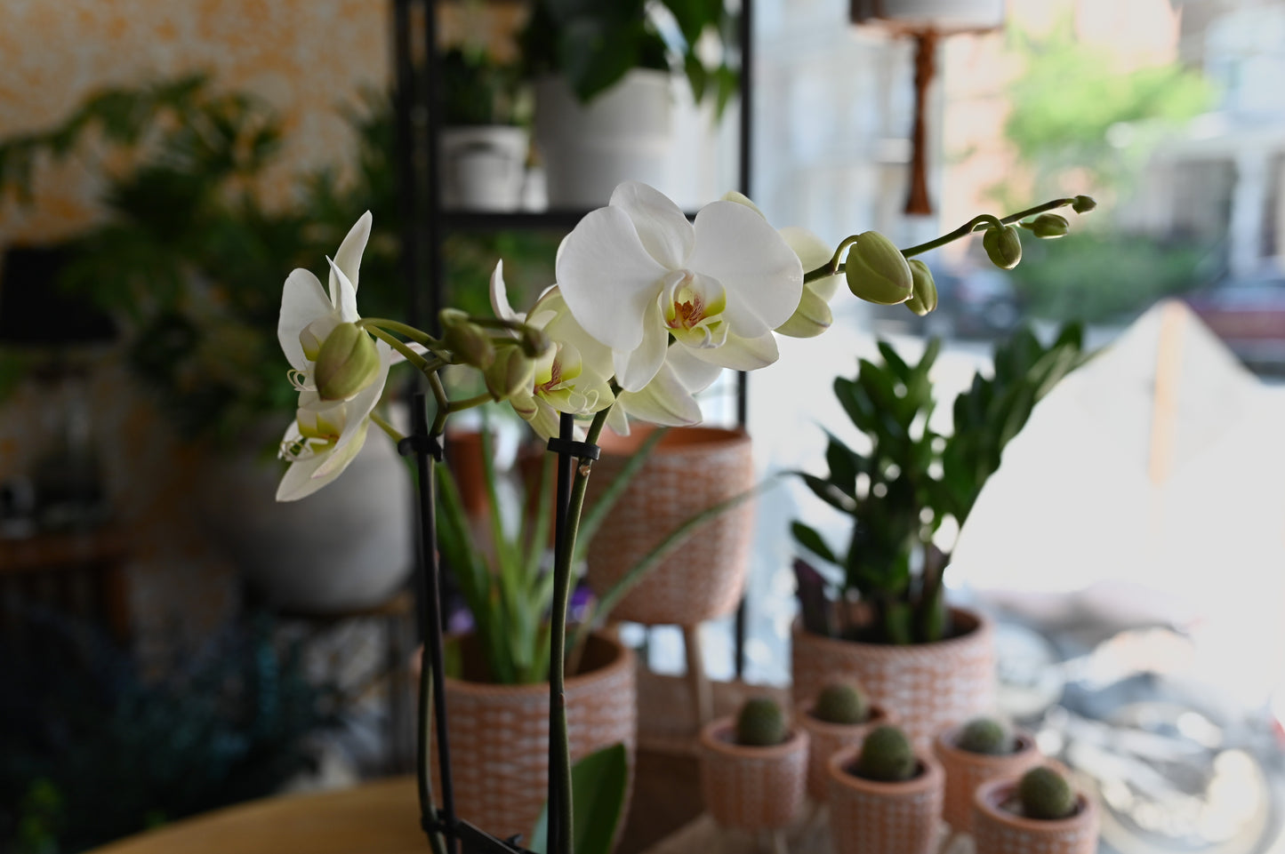 Orchidée Phalaenopsis 2 tiges et son cache-pot signé Madame Alice