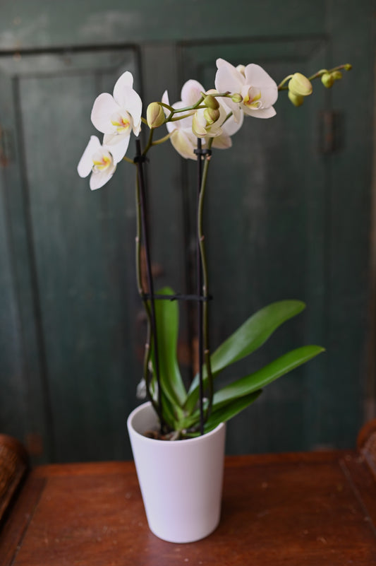 Orchidée Phalaenopsis 2 tiges et son cache-pot signé Madame Alice