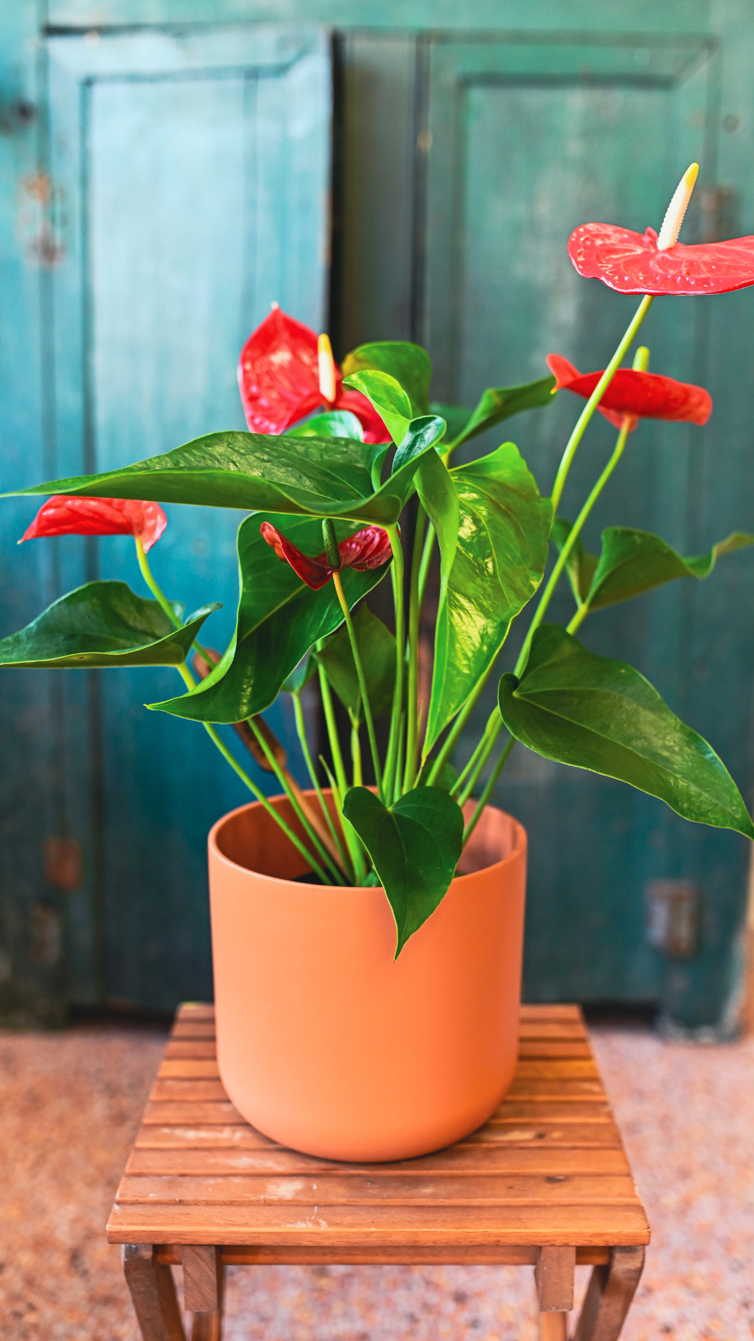 Anthurium plant