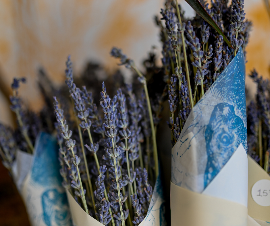 Bouquet of dried lavender