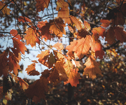Le Bouquet Surprise d’Automne