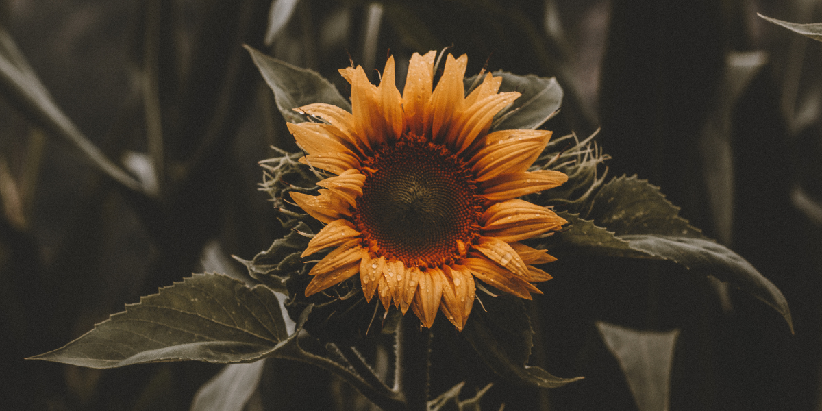 Le Bouquet Surprise d’Automne