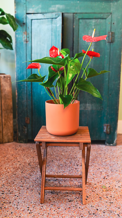 Anthurium plant