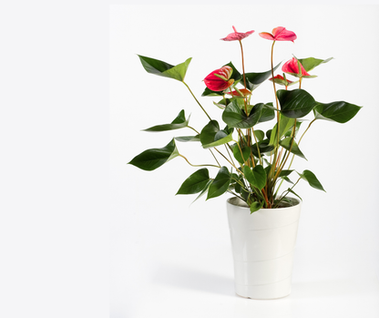 Plante Anthurium & cache-pot signé Madame Alice