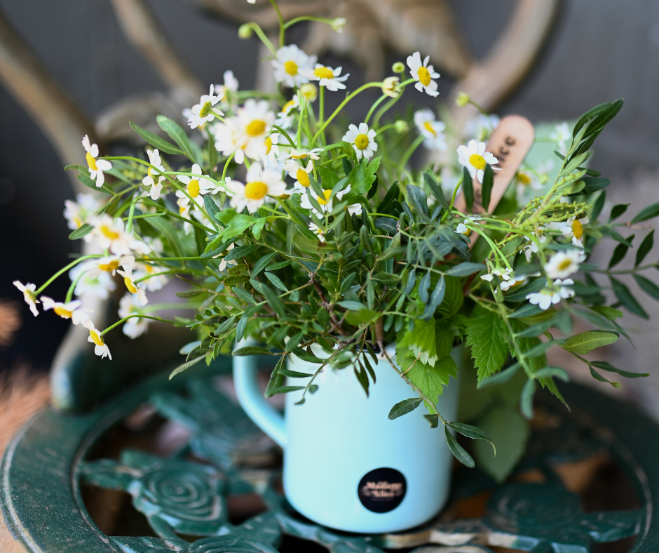 A Cup of Chamomile │ Signature Collection