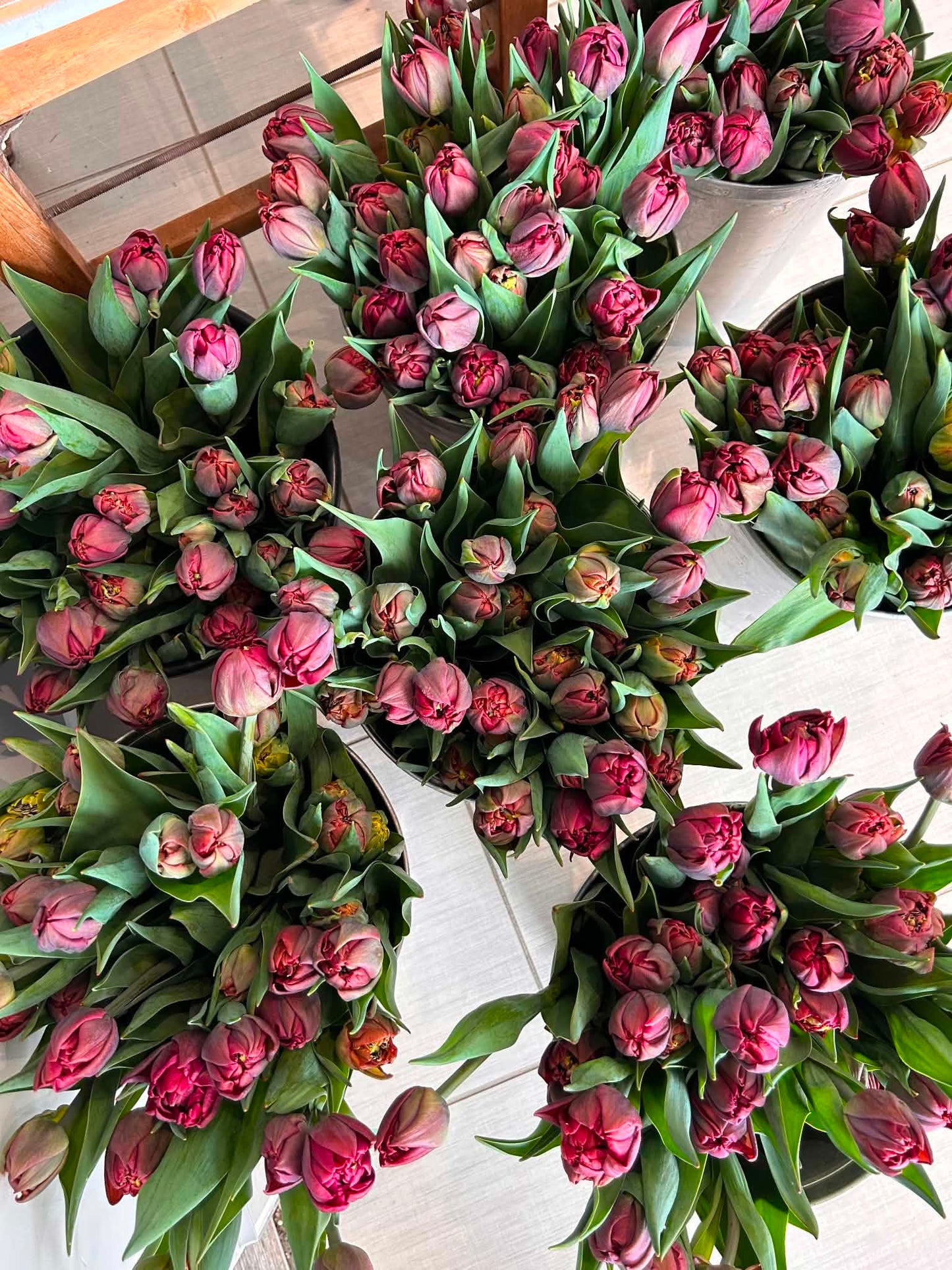Les tulipes de Madame Alice en BOUQUET WOW!