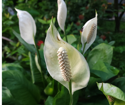 Les plantes de Madame Alice