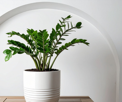 Les plantes de Madame Alice