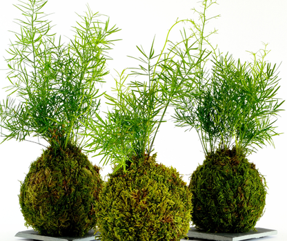 Produit écoresponsable et biodégradable