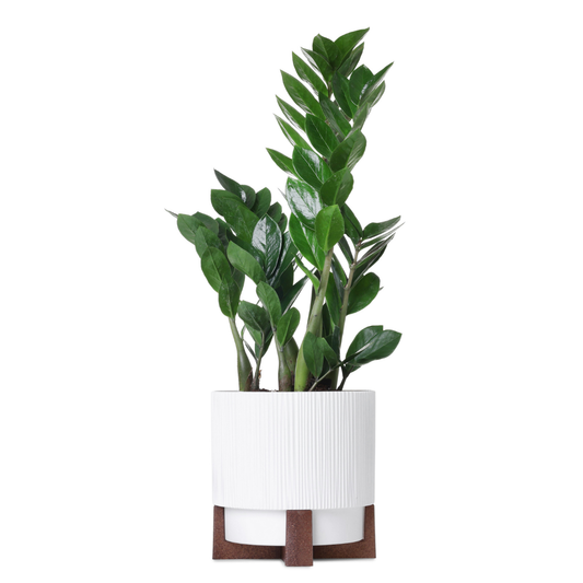 Cymbidium orchid plant &amp; its cachepot