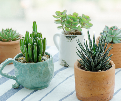 Cactus surprise et son cache-pot signé Madame Alice