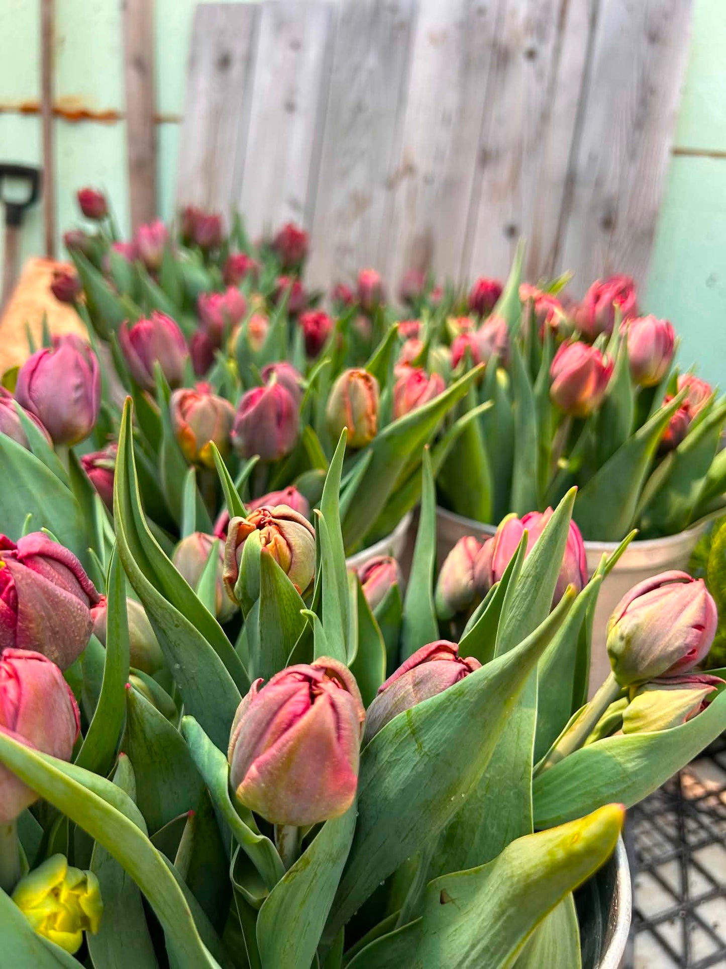 Les tulipes de Madame Alice en BOUQUET WOW!