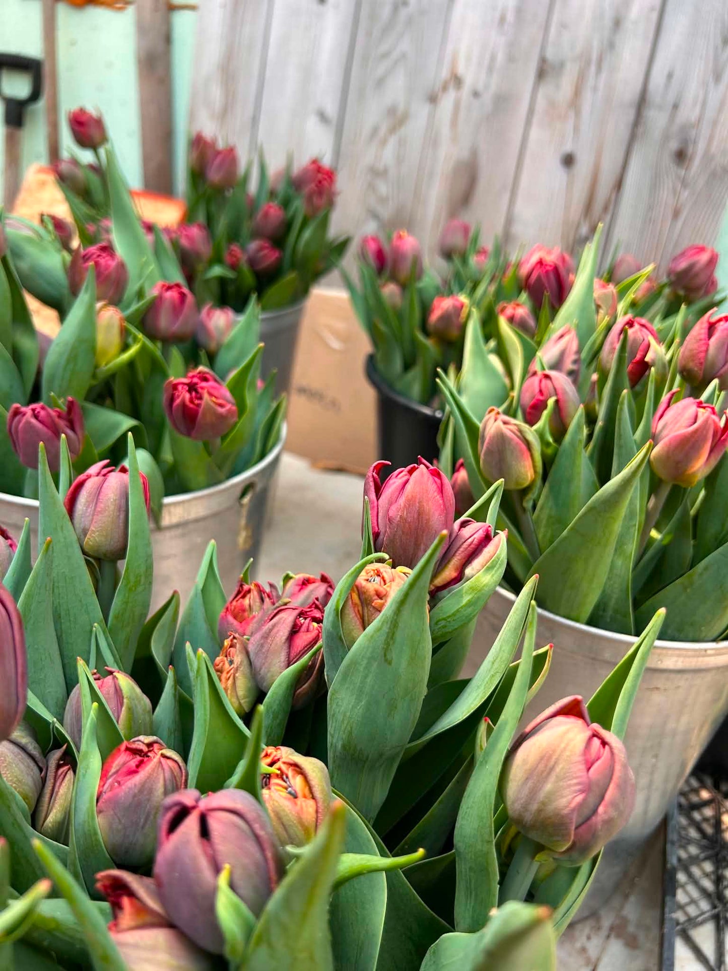 Les tulipes de Madame Alice en BOUQUET WOW!