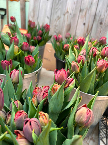 Les tulipes de Madame Alice en BOUQUET WOW!
