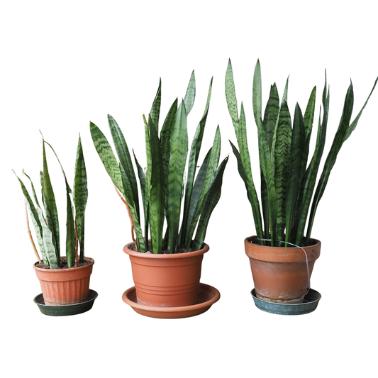 Cymbidium orchid plant &amp; its cachepot