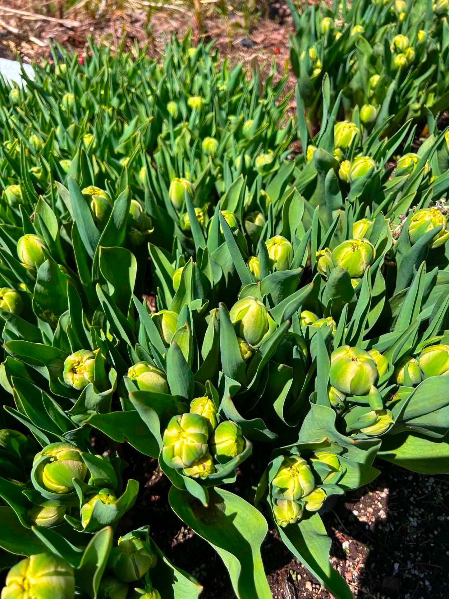 Les tulipes de Madame Alice en BOUQUET WOW!