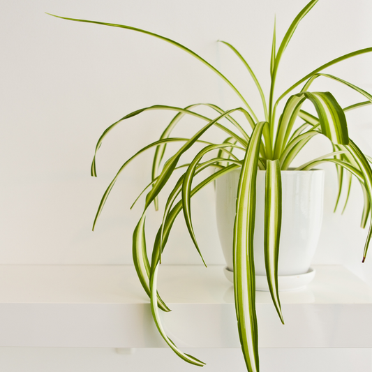 Cymbidium orchid plant &amp; its cachepot