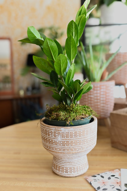 Zamioculcas zamiifolia (ZZ plant)