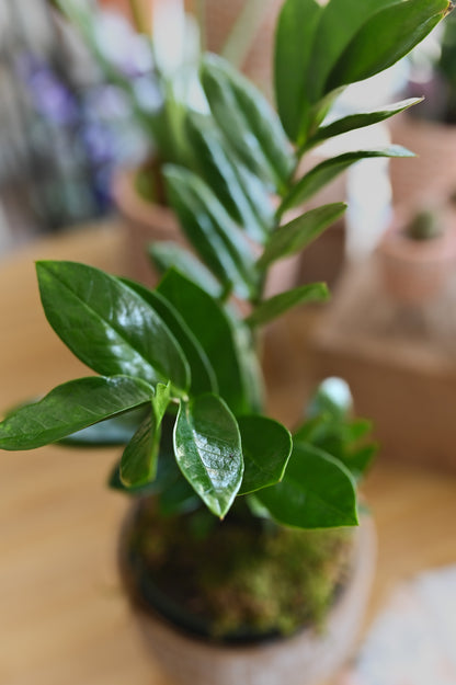 Zamioculcas zamiifolia (ZZ plant)