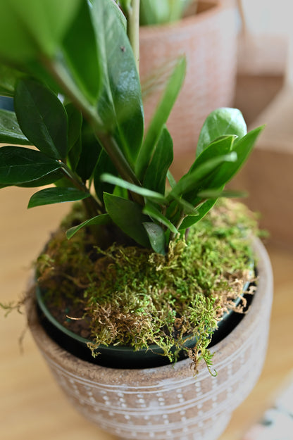 Zamioculcas zamiifolia (ZZ plant)