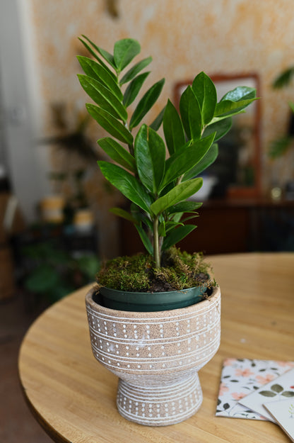 Zamioculcas zamiifolia (ZZ plant)