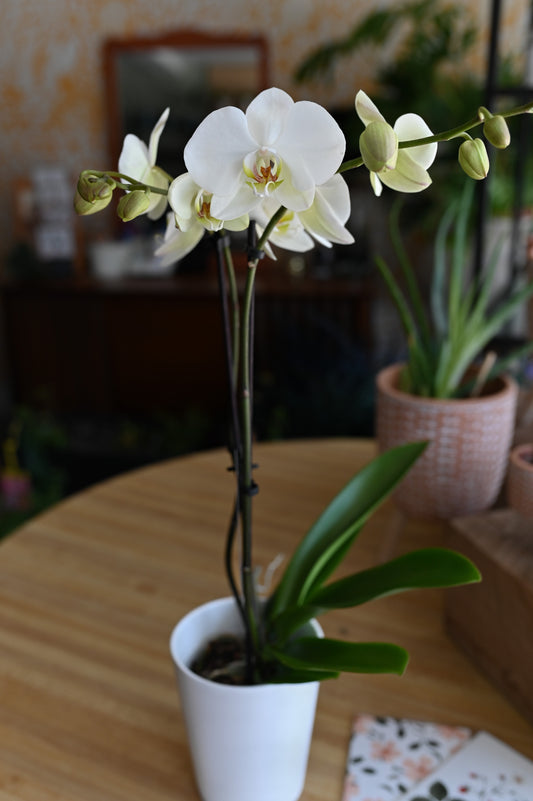 Cymbidium orchid plant &amp; its cachepot