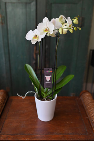 Plante Orchidée cymbidium 2 tiges & son cache-pot