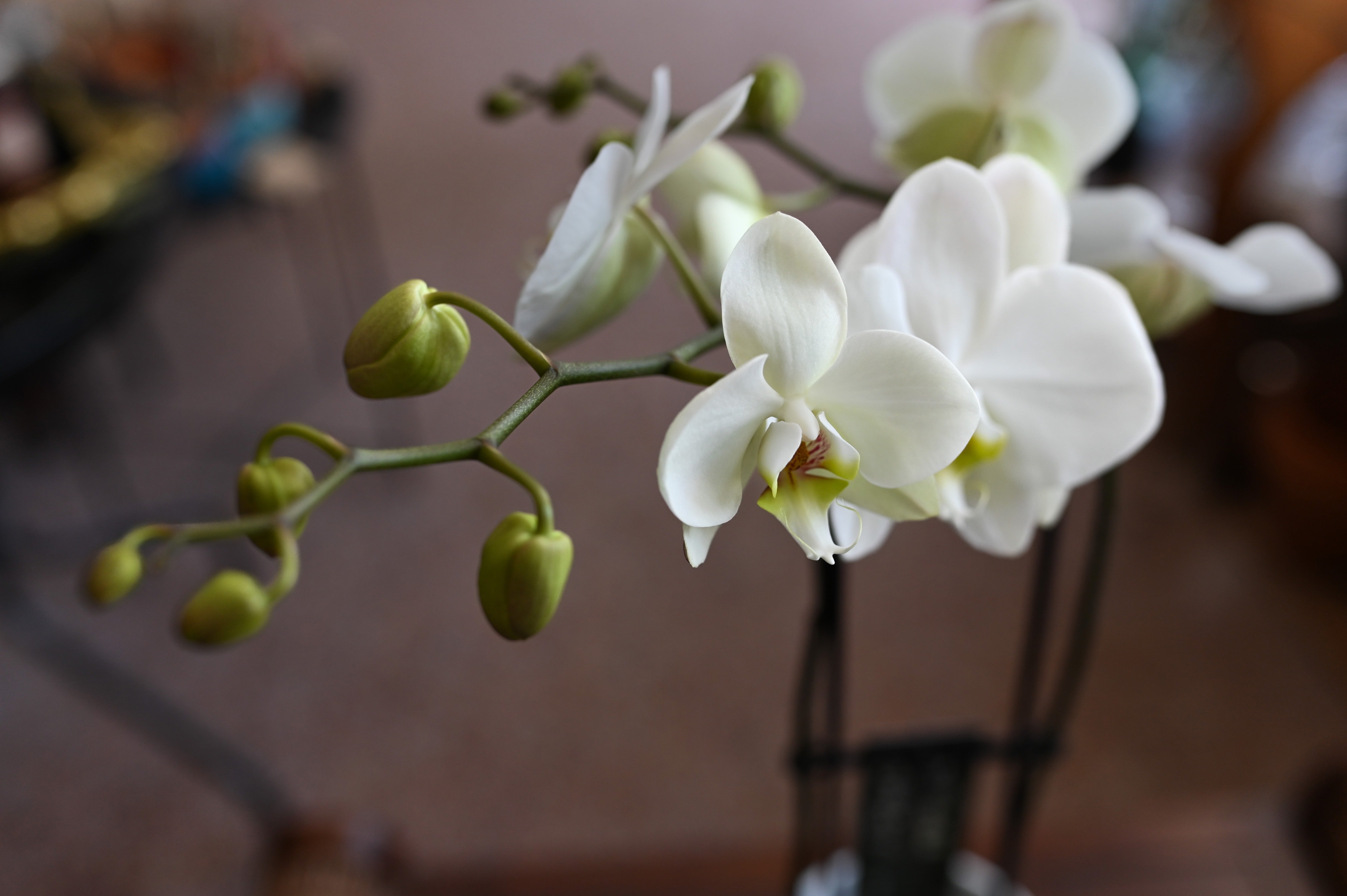 Orchidée 3 tiges avec cache pot - L'Orchidée Virginie