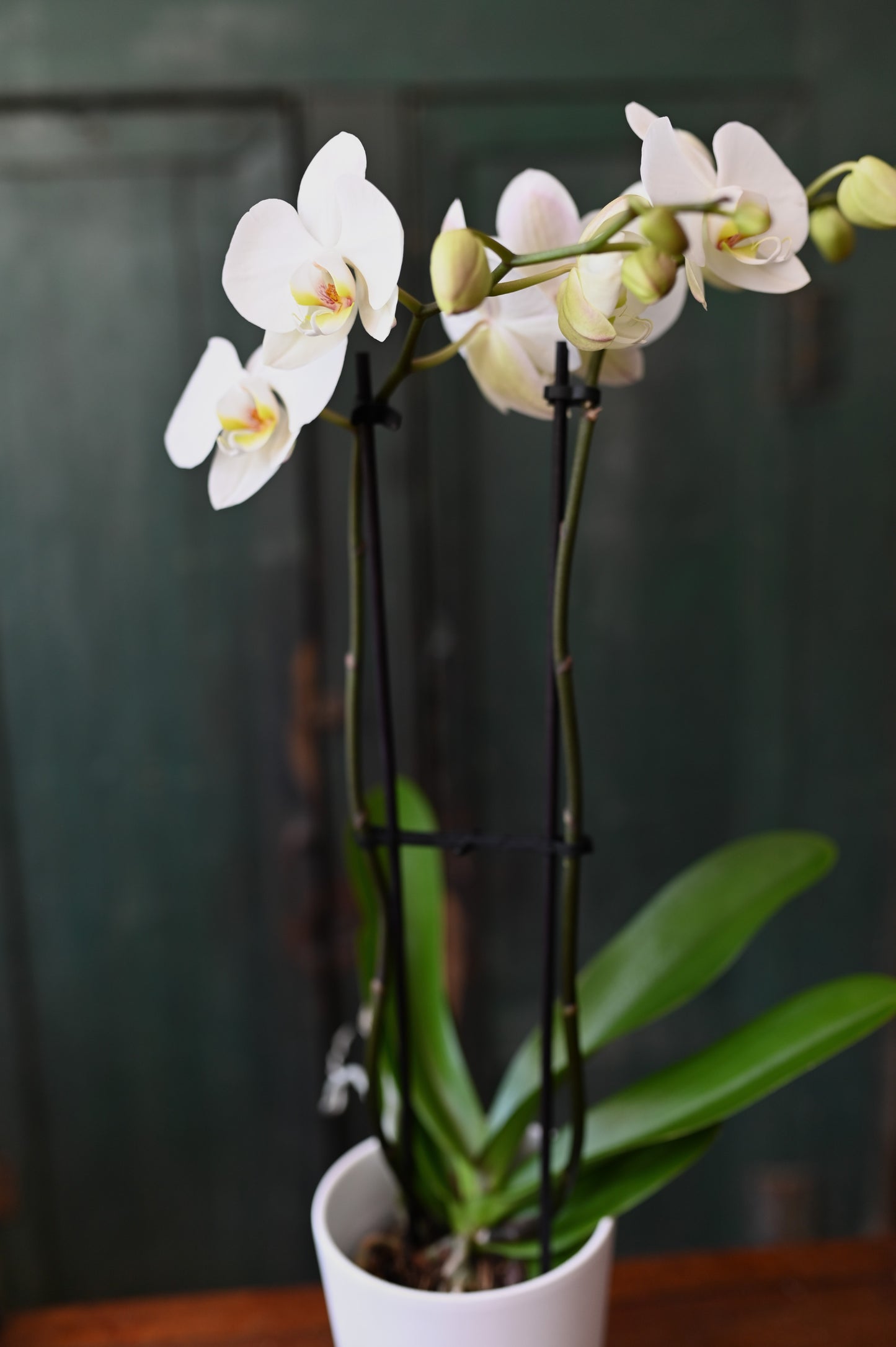 Plante Orchidée cymbidium  & son cache-pot