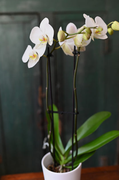 Cymbidium orchid plant &amp; its cachepot