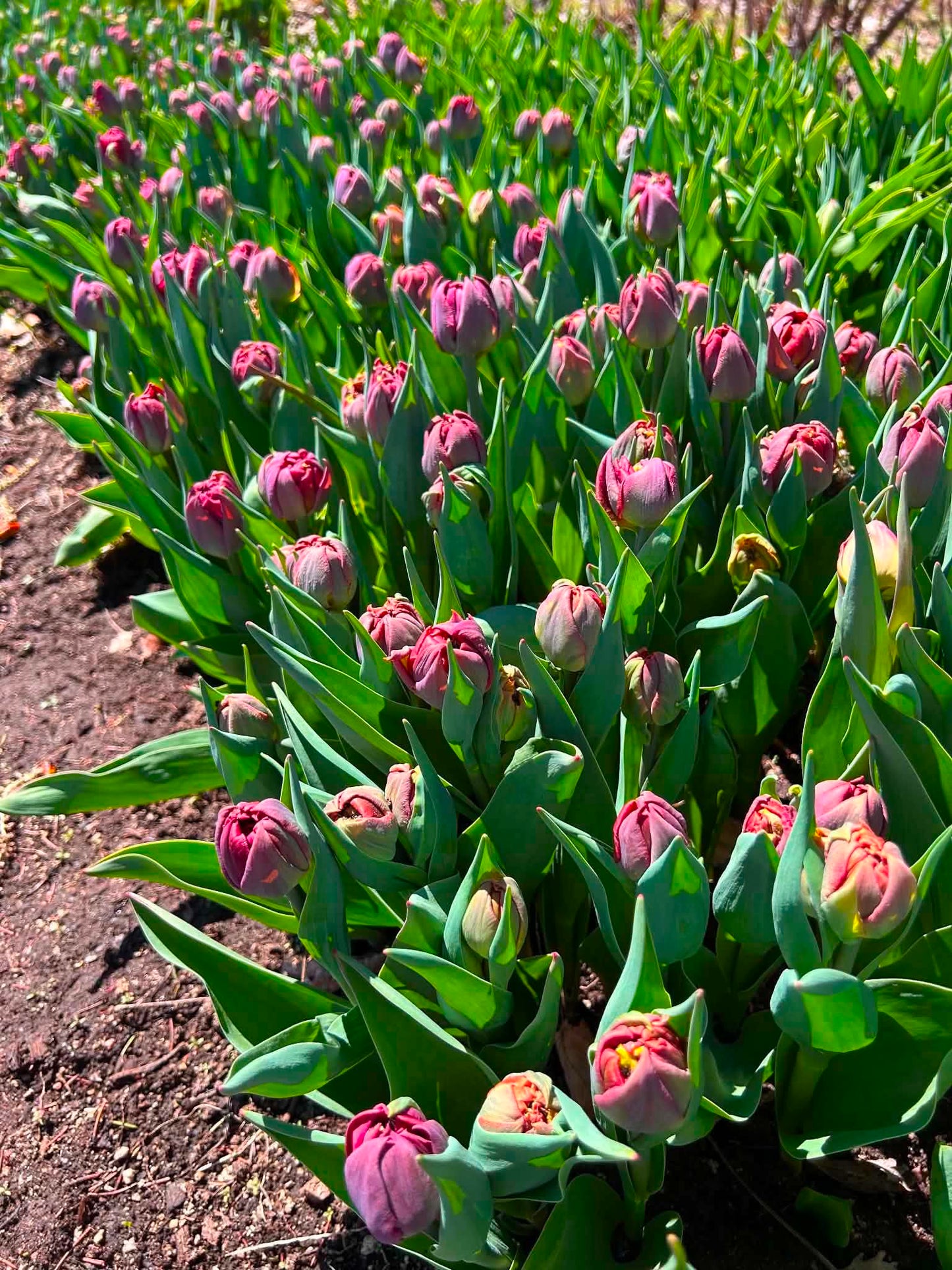 Les tulipes de Madame Alice en BOUQUET WOW!