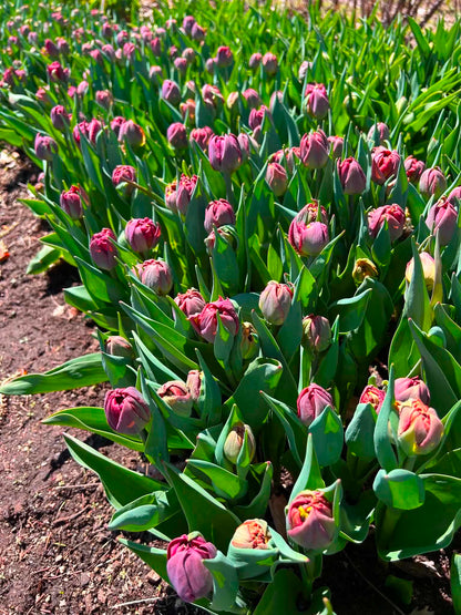 Les tulipes de Madame Alice en BOUQUET WOW!