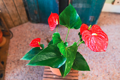 Anthurium plant