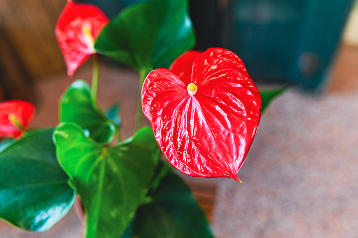 Anthurium plant