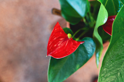 Anthurium plant