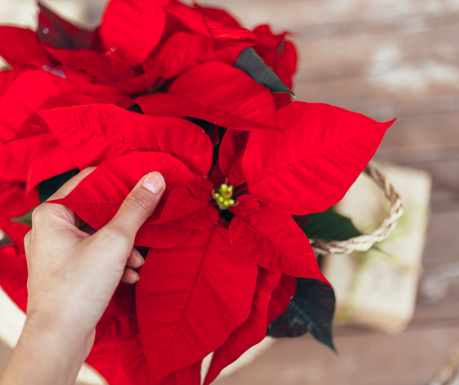 Beautiful Poinsettia