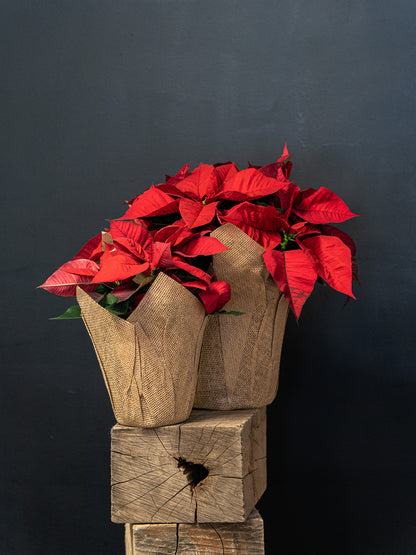 Beautiful Poinsettia