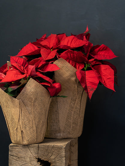 Beautiful Poinsettia