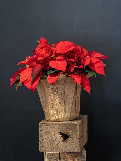 Beautiful Poinsettia