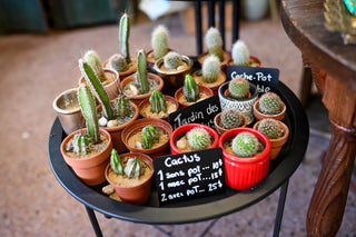Cactus et Jardins de Cactus surprises