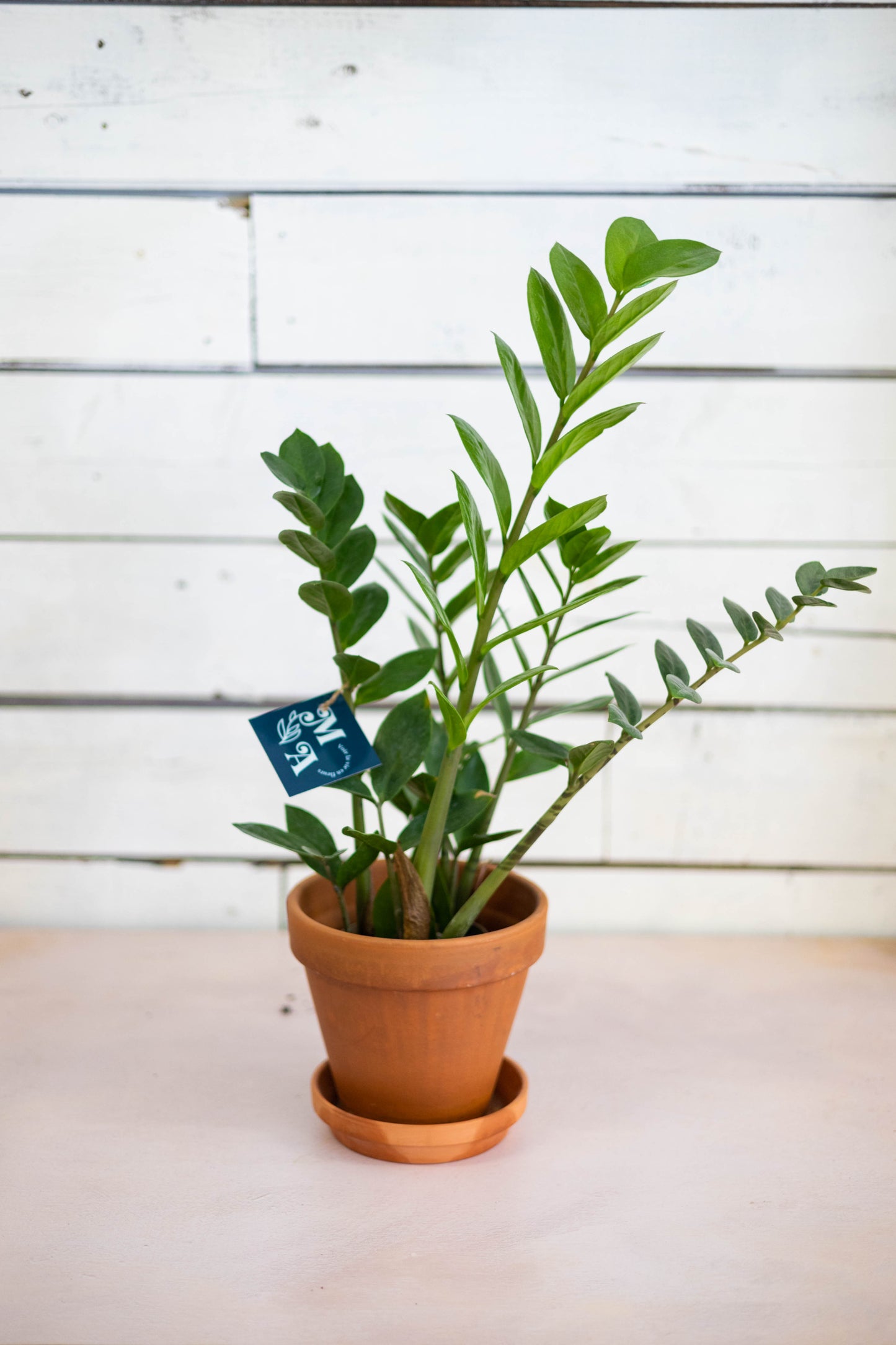 Zamioculcas zamiifolia (ZZ plant)